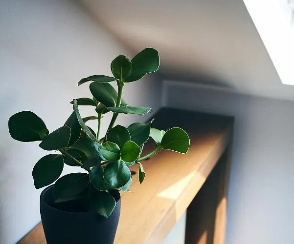 Barrio Vendégház Bukarest